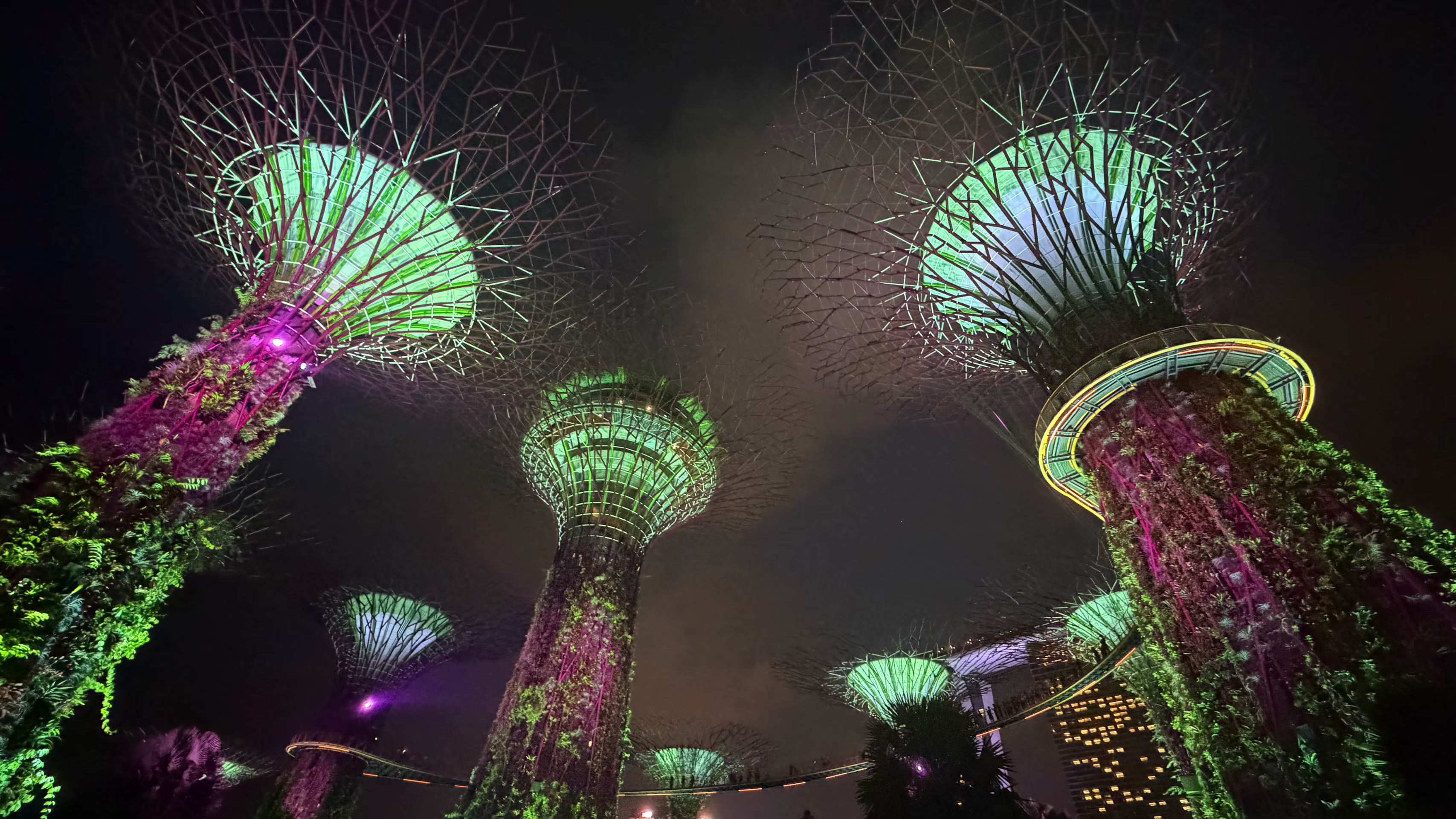 Supertree Grove illuminated in green and purple against the night sky at Gardens by the Bay